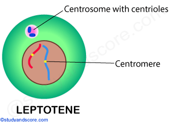 leptotene, mitosis, mitotic cell division, prophase 1, meiosis 1, 
